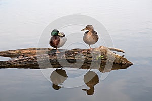 Mallard ducks standing on a log