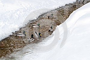 Mallard ducks swim in icy water. A flock of waterfowl in a park.