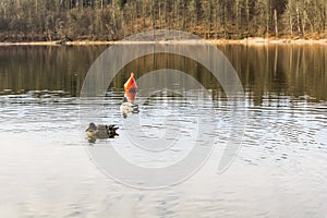 Mallard ducks swim next to the buoy.