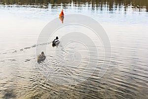 Mallard ducks swim toward the buoy.