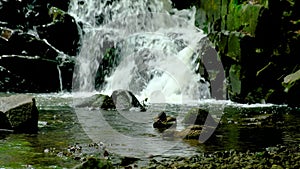 Mallard ducks swim at a waterfall