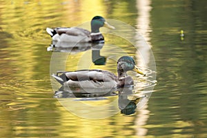 Mallard ducks swiming in lake or river. Birds and animals, autumn season in wildlife.