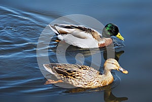 Mallard Ducks Swimming