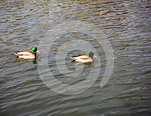 Mallard Ducks Swimming