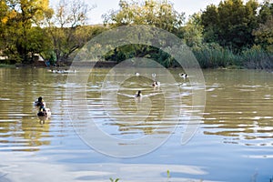 Mallard ducks swimming in a pond in the evening