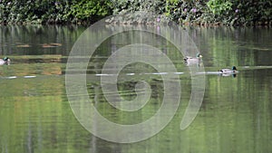 Mallard ducks swimming on reflection