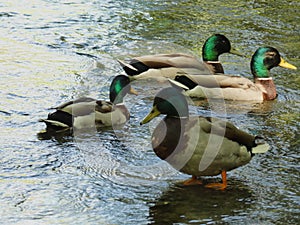 Mallard ducks in their natural environment on the Sorgue river at Fontaine de Vaucluse in Provence