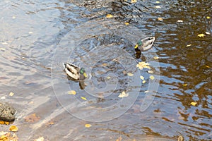 mallard ducks on a water in dark pond with floating autumn or fall leaves, top view. Beautiful fall nature .