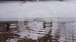 Mallard ducks winter swim in the C&O Canal 2 - Great Falls National Park