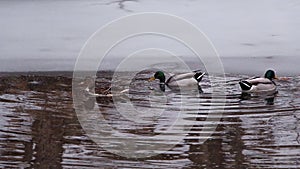 Mallard ducks winter swim in the C&O Canal - Great Falls National Park