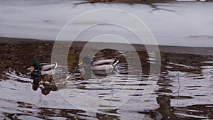 Mallard ducks winter swim in the C&O Canal Panning Shot - Great Falls National Park