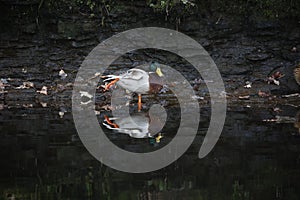 Mallard duckstood in the river preening