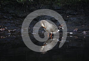 Mallard duckstood in the river preening