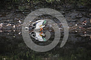 Mallard duckstood in the river preening