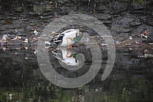 Mallard duckstood in the river preening