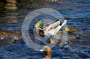 Mallard and Eurasian carps feeding on feed.