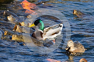 Mallard and Eurasian carps feeding on feed.