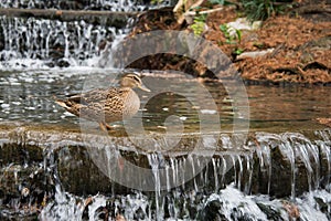 Mallard from the family of ducks of the order Anseriformes sits on a hill of a waterfall