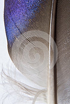 Mallard feather detail