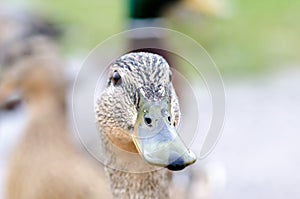 Mallard female duck