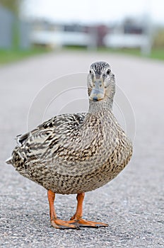 Mallard female duck