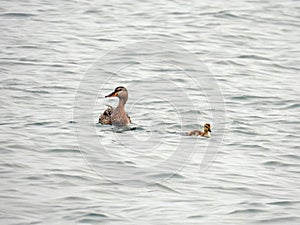 Mallard female duck and chick swimming in lake