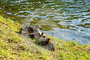 A mallard female with little ducklings in wildlife on a river on a sunny day. Little ducklings with mother duck