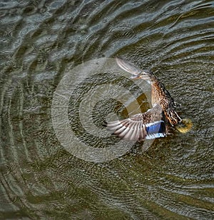 Mallard female shaking her plumage after a dive