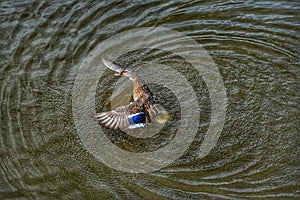 Mallard female shaking her plumage after a dive