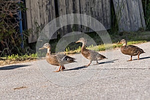 Three wild ducks on the move - young family
