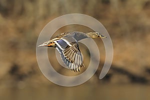 Mallard flight 1