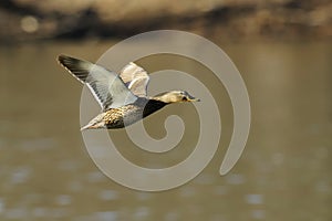 Mallard flight 1