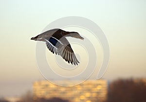 Mallard in flight