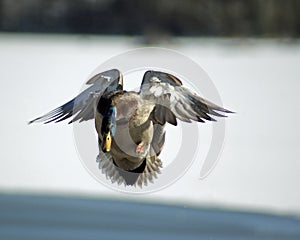 Mallard in Flight