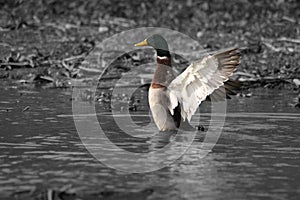 Mallard fling wngs in water