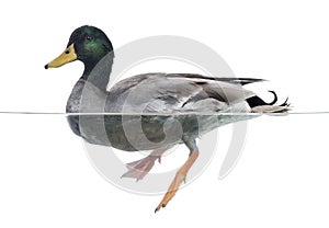 Mallard floating on the water, Anas platyrhynchos