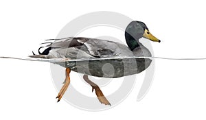 Mallard floating on the water, Anas platyrhynchos