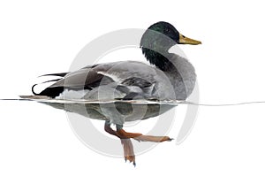 Mallard floating on the water, Anas platyrhynchos