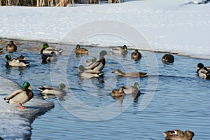 Mallard Flock On Winter Pond