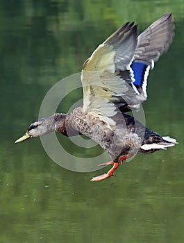 Mallard flying into lake