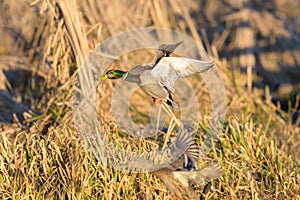 Mallard flying over the lake