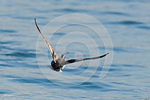 Mallard duck Anas platyrhynchos drake in flight