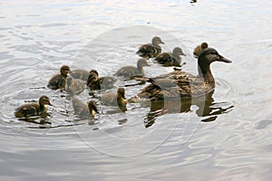 Mallard followed by little wild duck babies