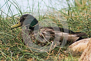 Mallard in Grass