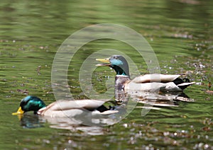 Mallard Green Headed Duck Anas platyrhynchos - Male