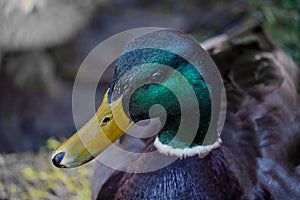 Mallard head close-up with emerald plumage and yellow beak