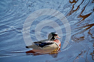 Mallard head close-up with emerald plumage and yellow beak