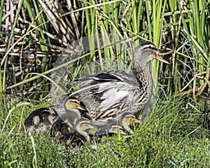 Mallard Hen with Brood in Tall Grass