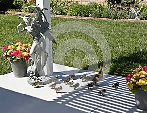 Mallard hen and ducklings in urban setting