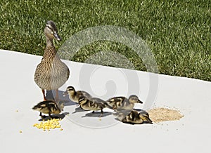 Mallard hen and ducklings in urban setting